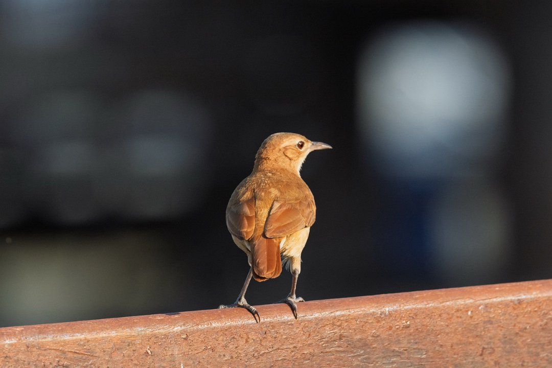 2347 Paraquay rivier Rosse Ovenvogel.jpg
