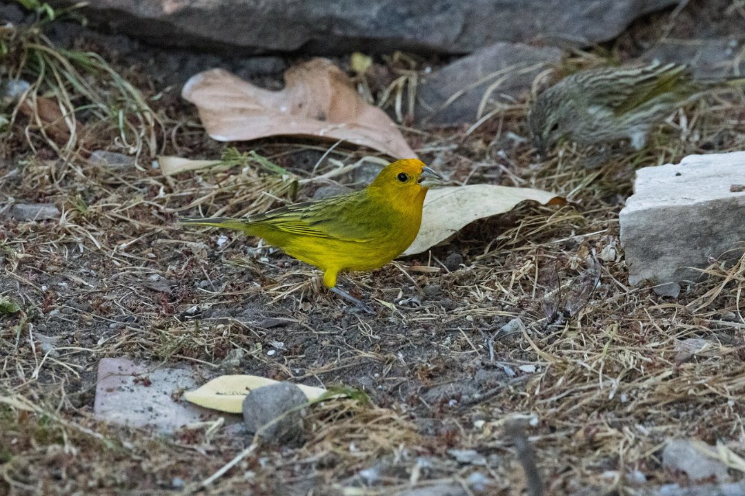 2359 Paraquay rivier Safraangors.jpg