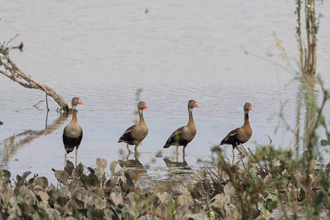 2577 Pantanal Zwartbuikfluiteend.jpg