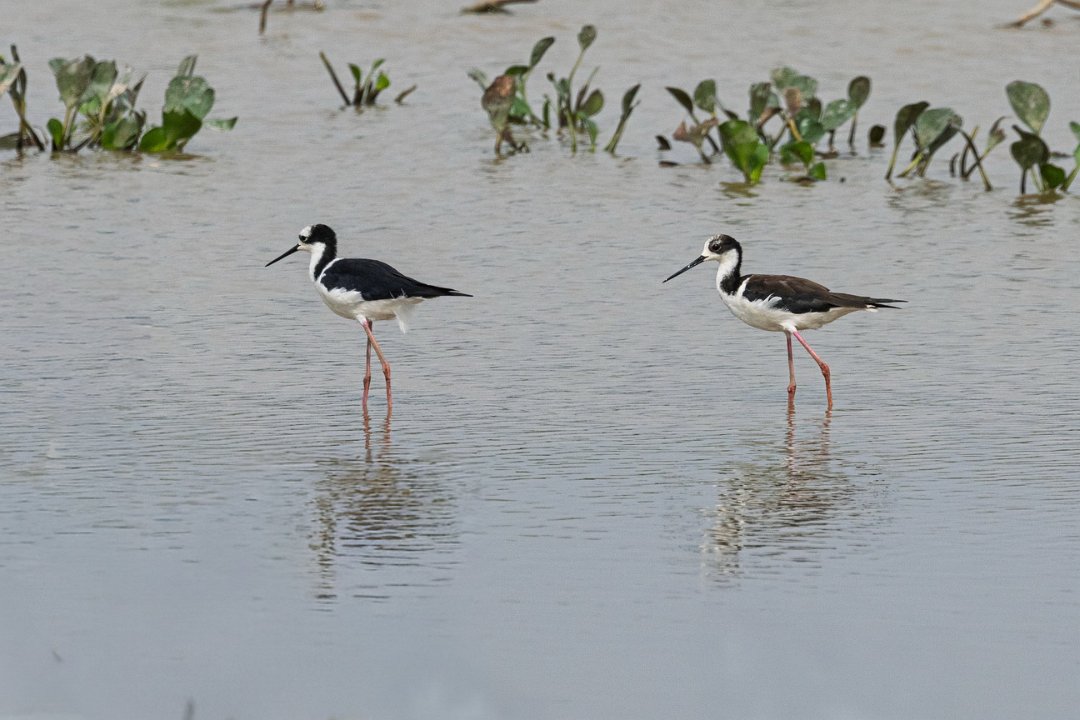 2580 Pantanal Steltkluut.jpg