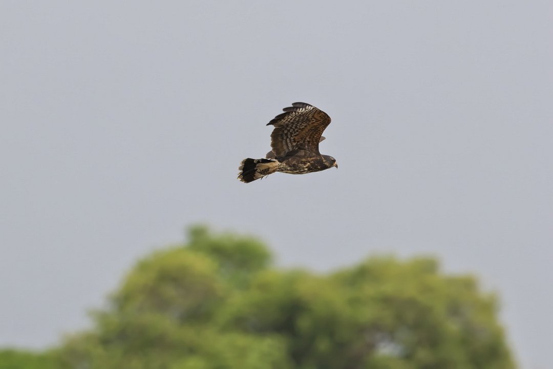 2582 Pantanal Slakkenwouw.jpg