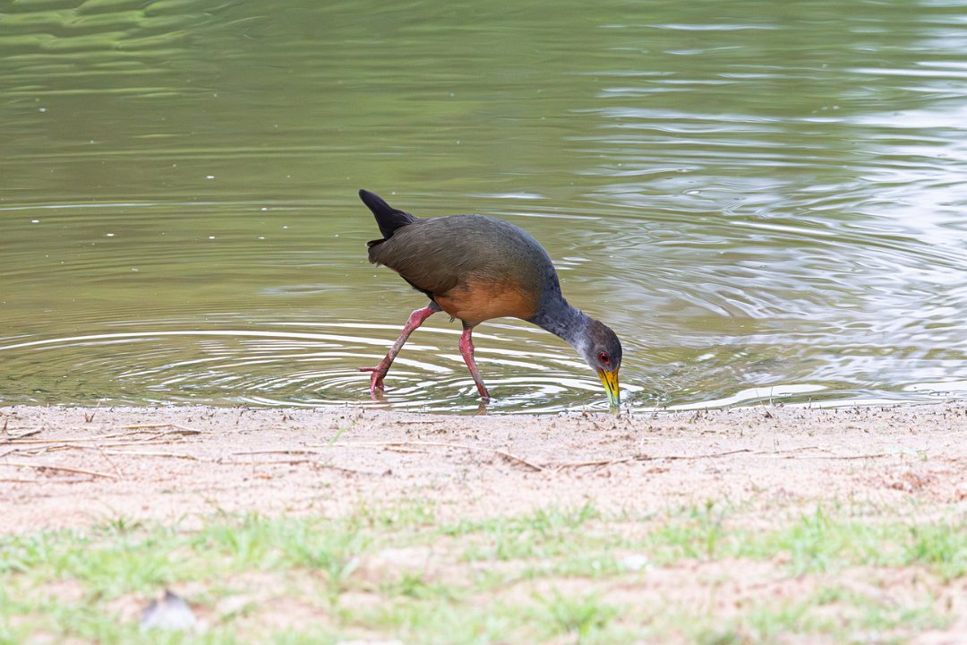 2825 Pantanal Cayenne-bosral.jpg