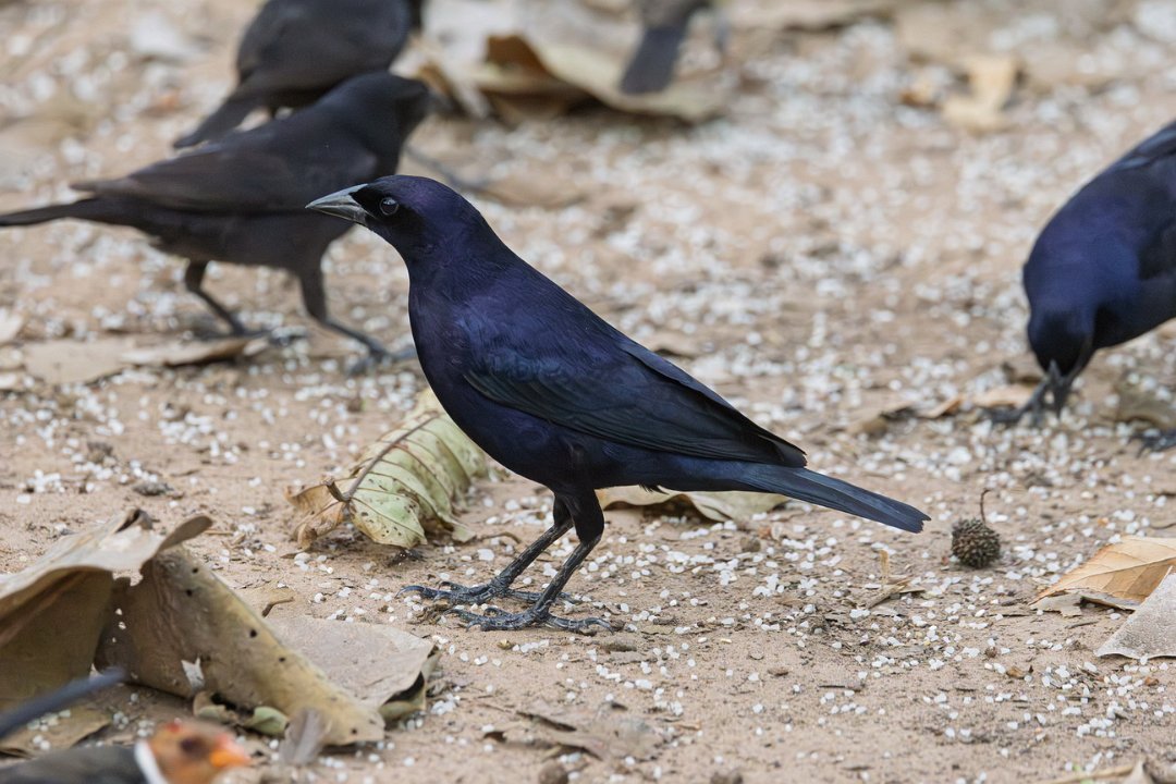 3097 Pouso Alegre Glanskoevogel.jpg