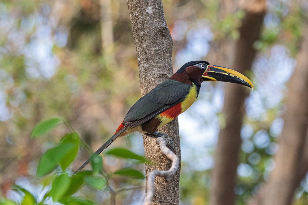 3159 Pouso Alegre Bruinoorarassari.jpg