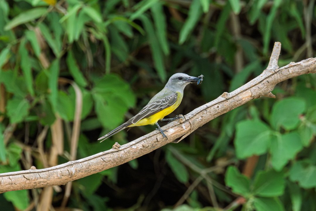 3357 Jaguar Lodge Tropische Koningstiran.jpg