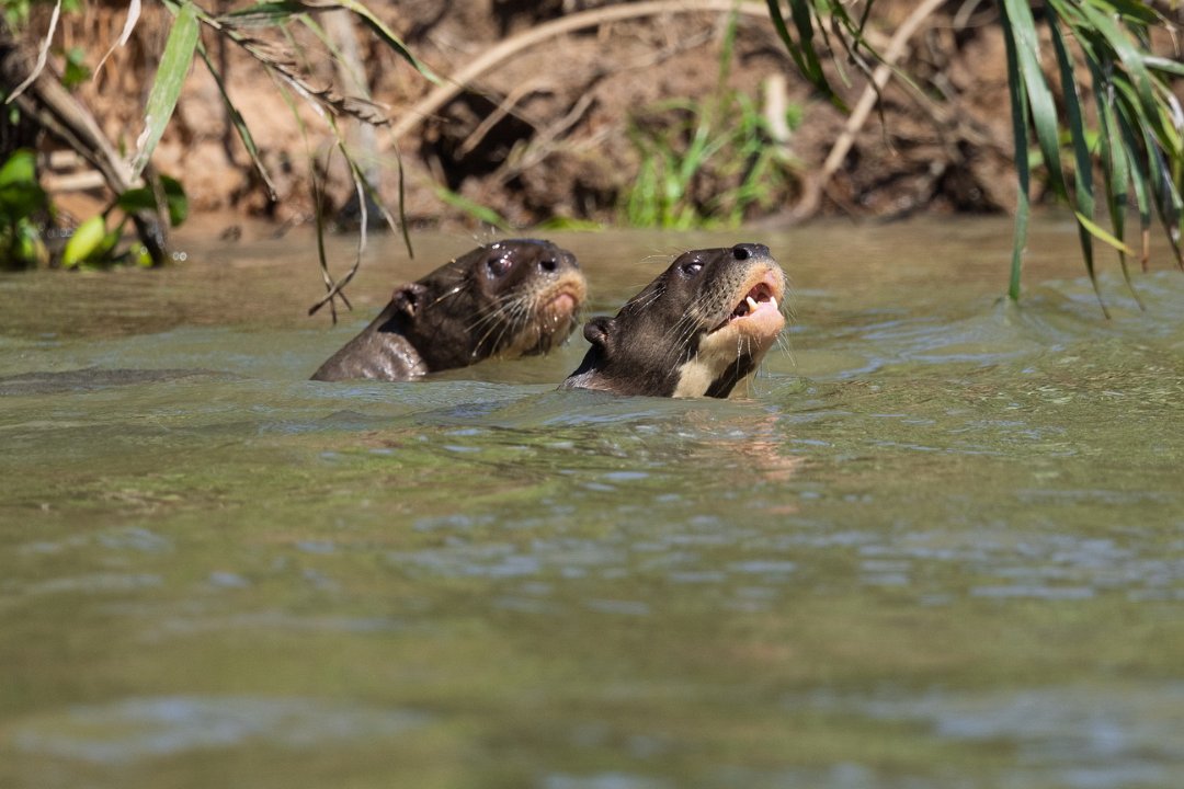 1963 Paraquay rivier Reuzenotter.jpg