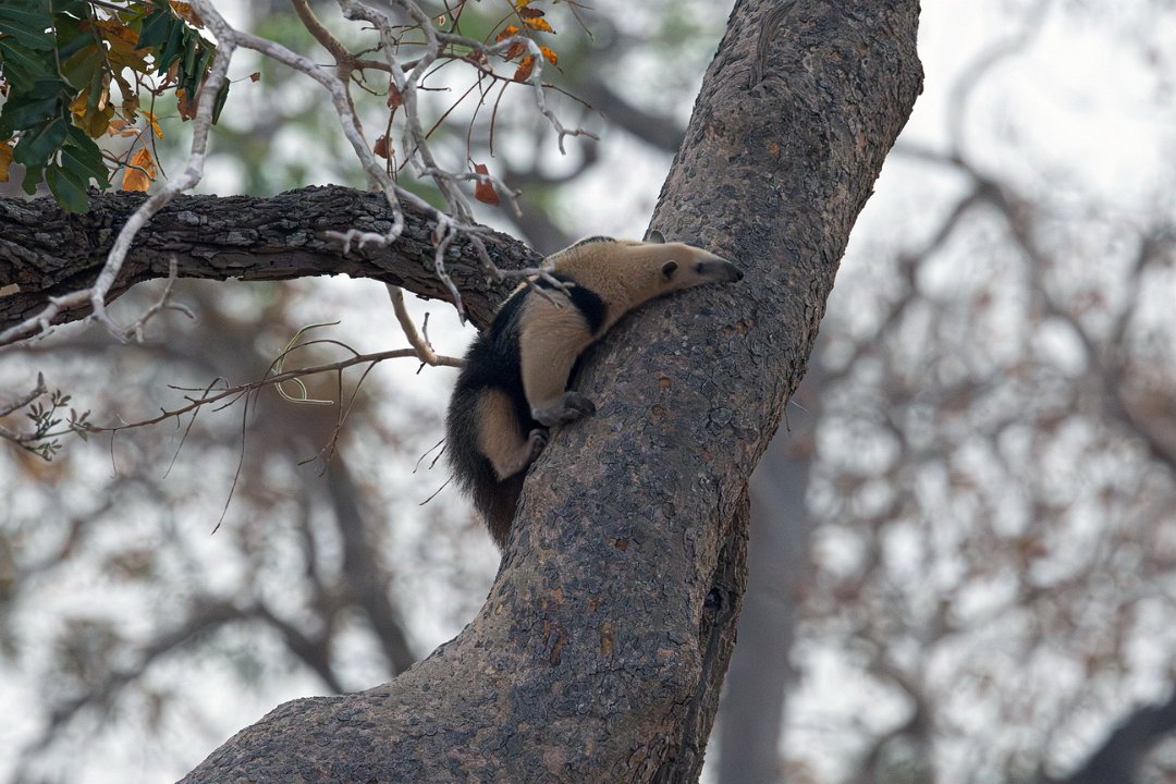 2529 Pantanal Boommiereneter.jpg