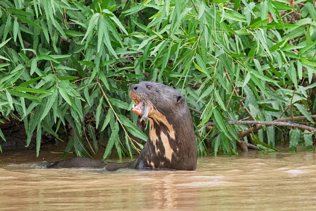 3374 Jaguar Lodge Reuzeotter.jpg