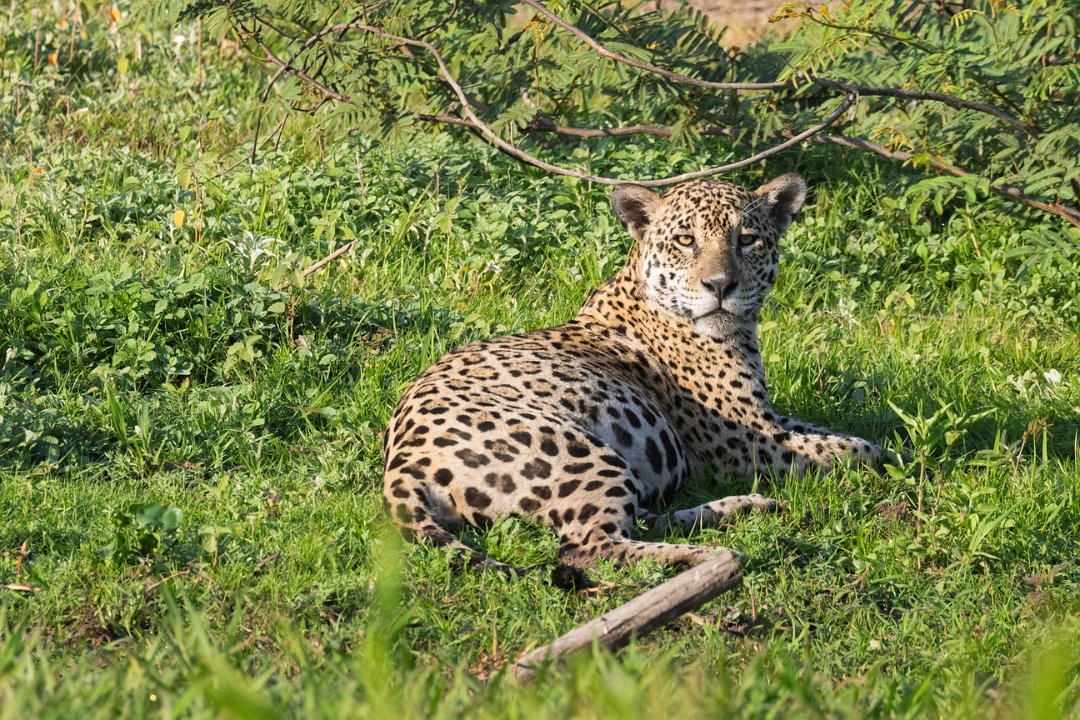 2179 Paraquay rivier Jaguar.jpg