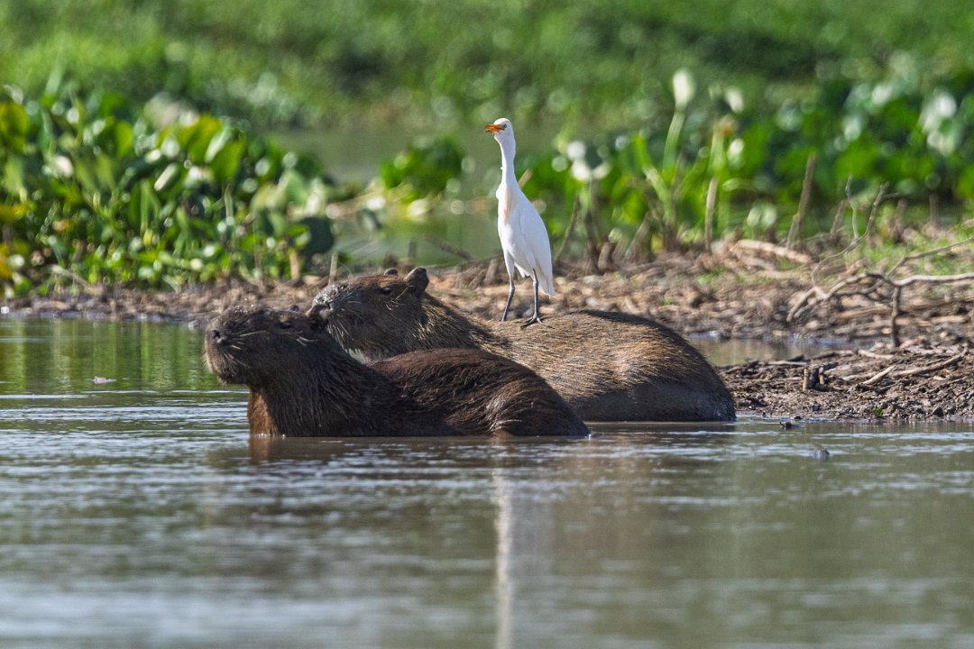 2311 Paraquay rivier Capibara.jpg