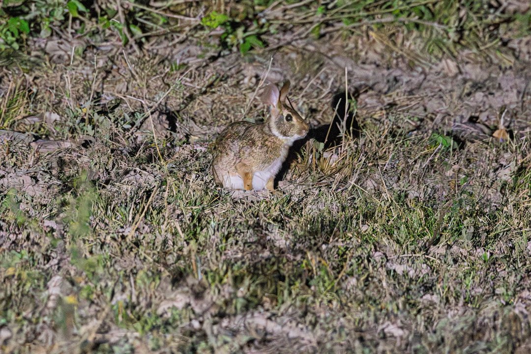 2460 Pantanal Braziliaans konijn.jpg