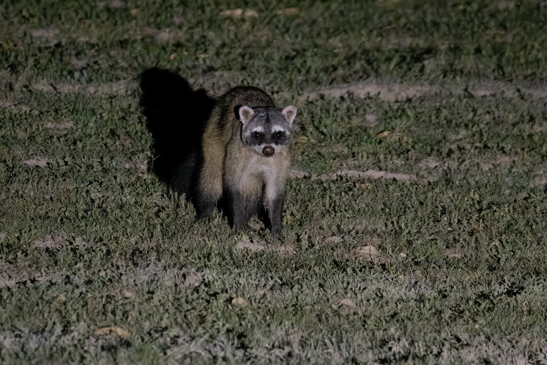 2496 Pantanal Krabetende Wasbeer.jpg