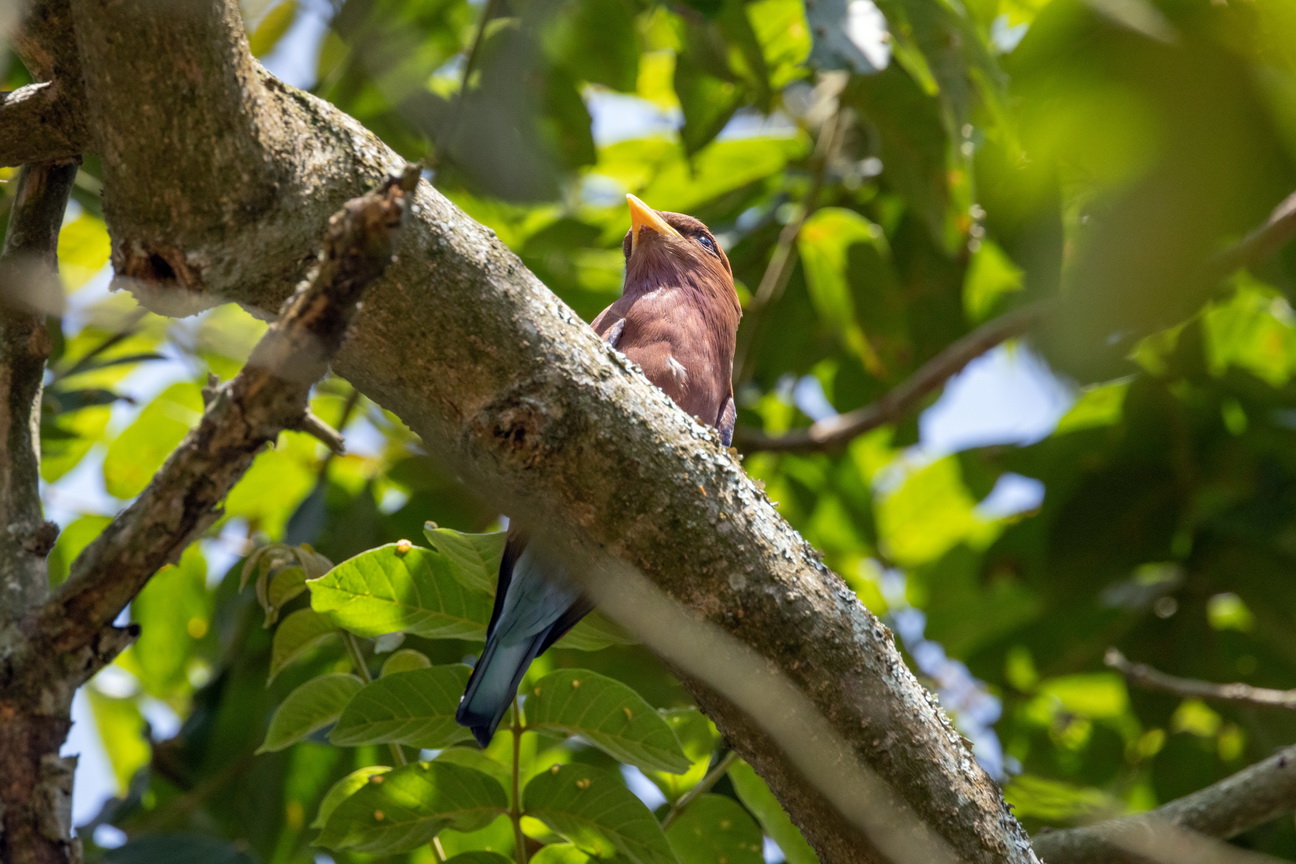 3980 Entebbe Breedbekscharrelaar.jpg