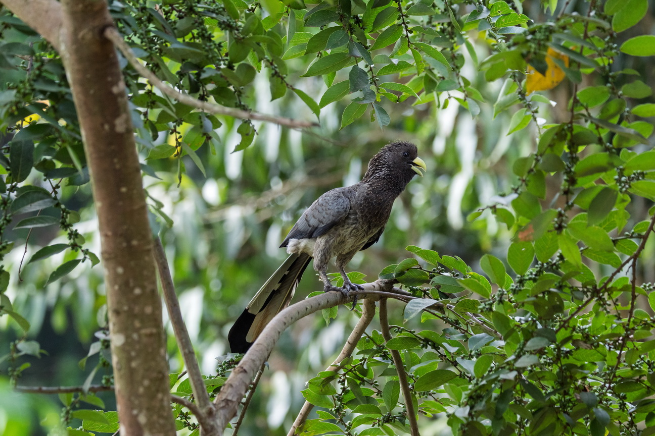 4000 Entebbe Oostelijke bananeneter.jpg
