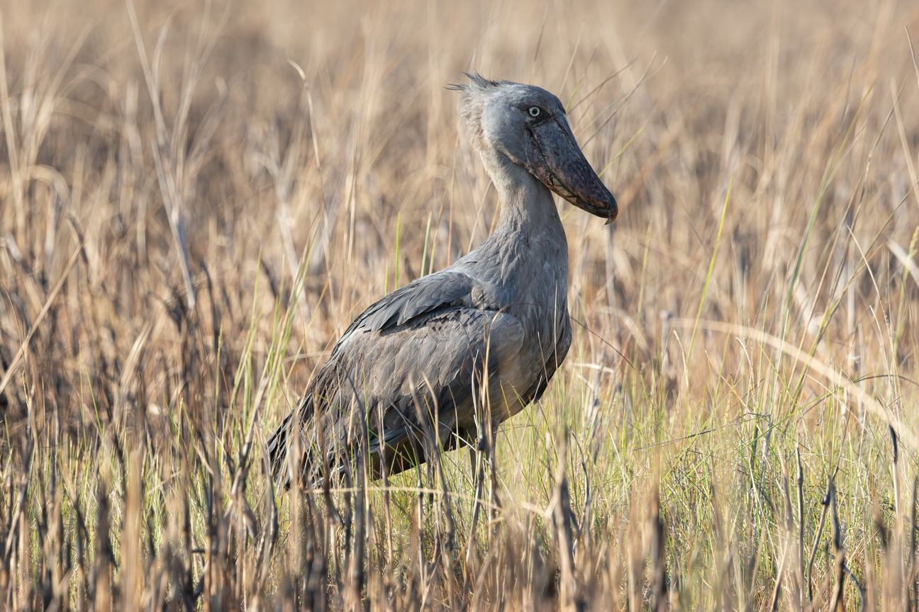 5523 Mabamba Moeras Schoenbekooievaar.jpg