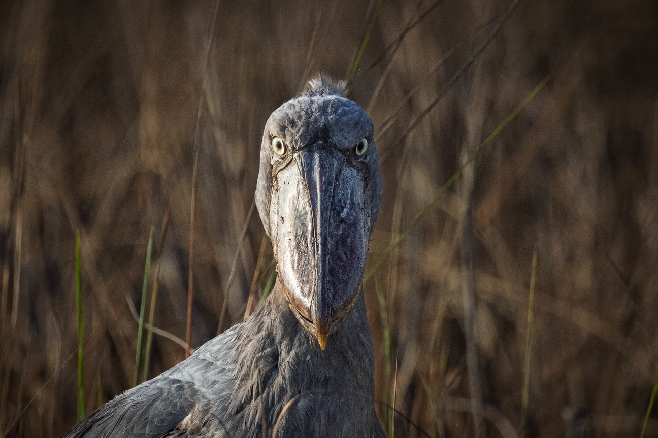 5529 Mabamba Moeras Schoenbekooievaar.jpg