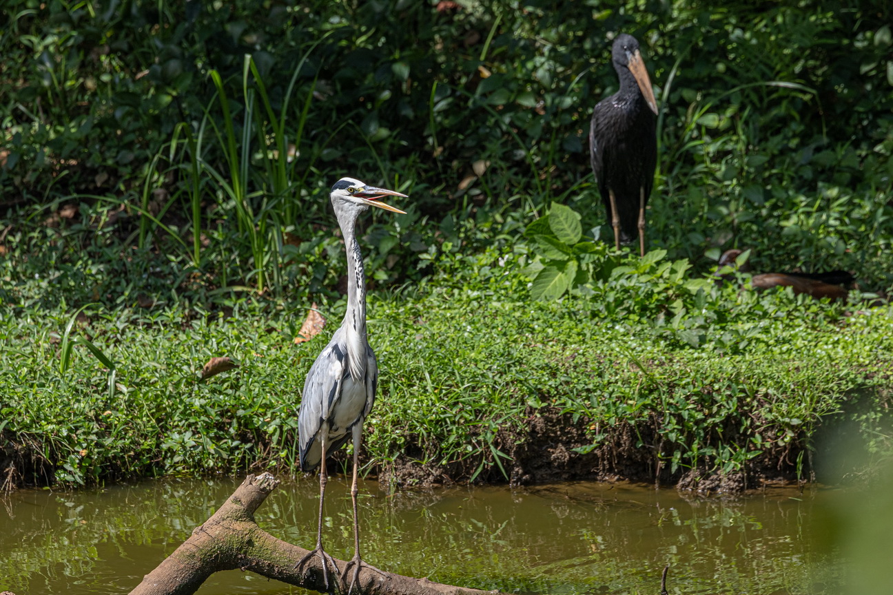 5569 Entebbe Blauwe reiger.jpg
