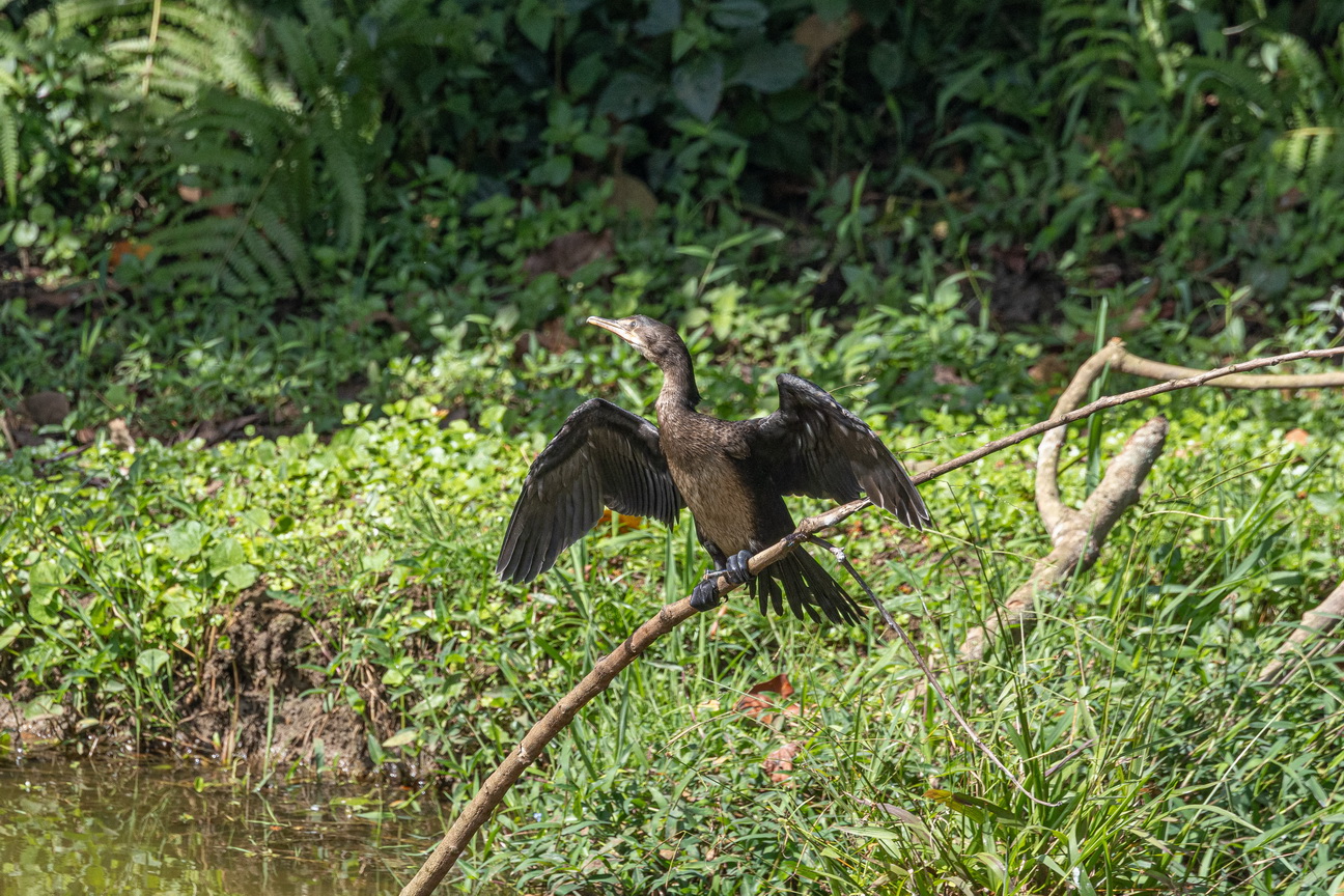 5574 Entebbe Afrikaanse Dwergaalscholver.jpg