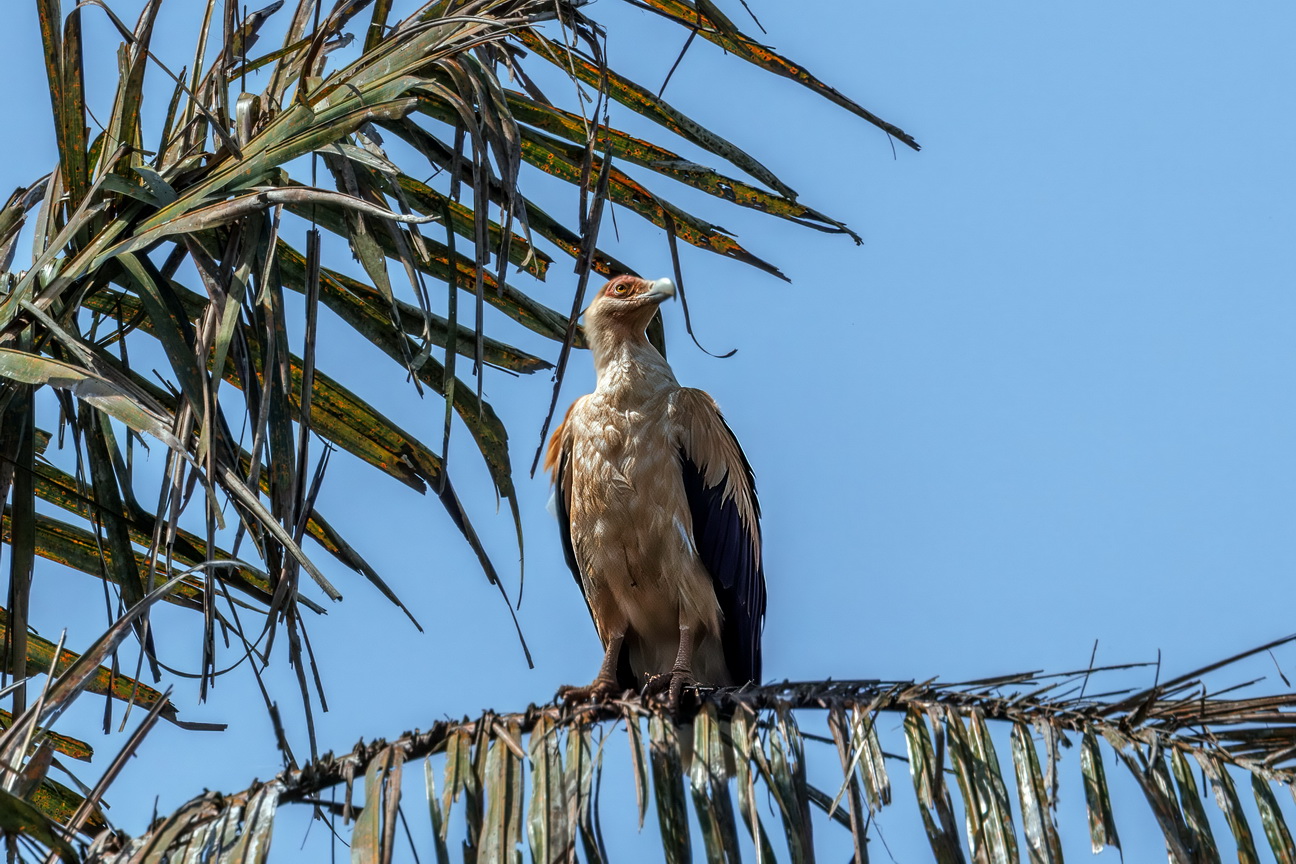 5577 Entebbe Palmgier.jpg