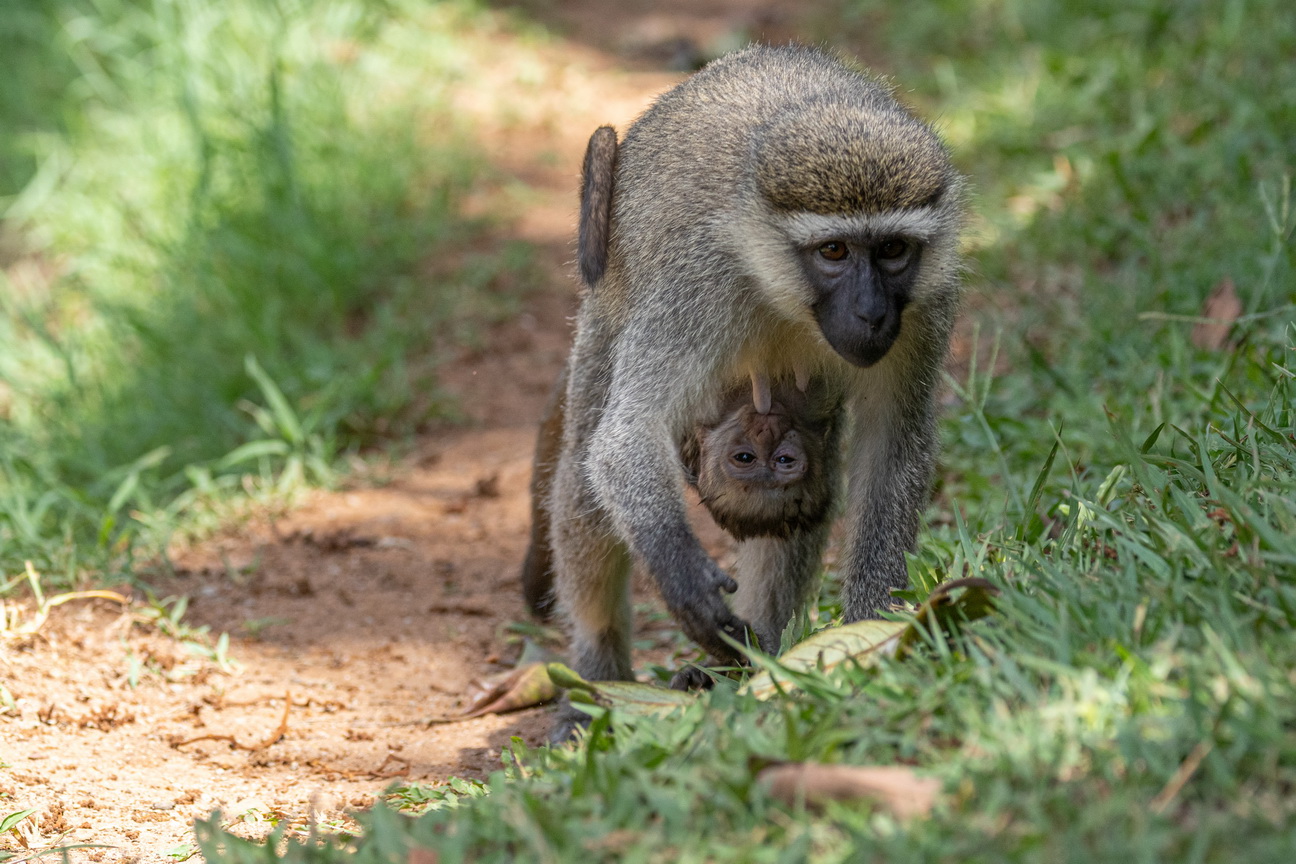 5590 Entebbe Groene meerkat.jpg