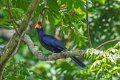 3990 Entebbe Ross Turaco