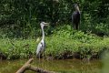 5569 Entebbe Blauwe reiger