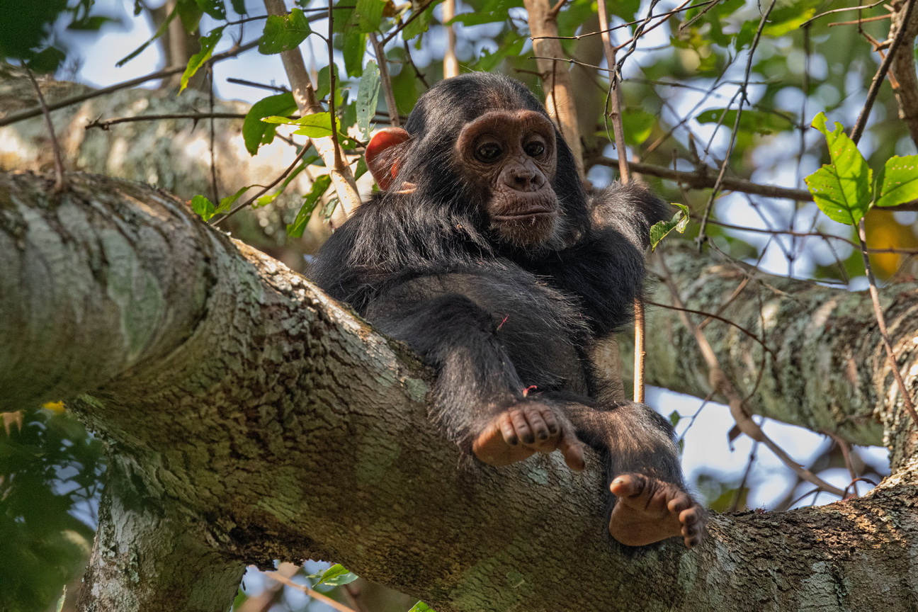 4040 Budongo Forest Chimpansee.jpg