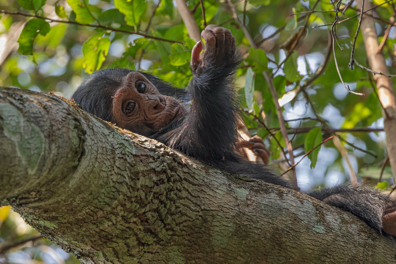 4044 Budongo Forest Chimpansee.jpg