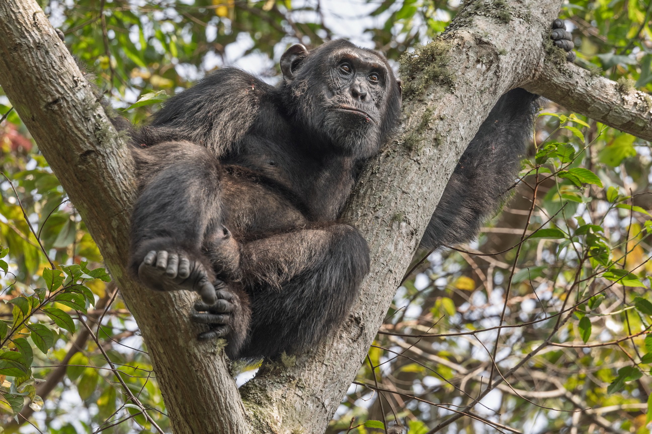 4052 Budongo Forest Chimpansee.jpg