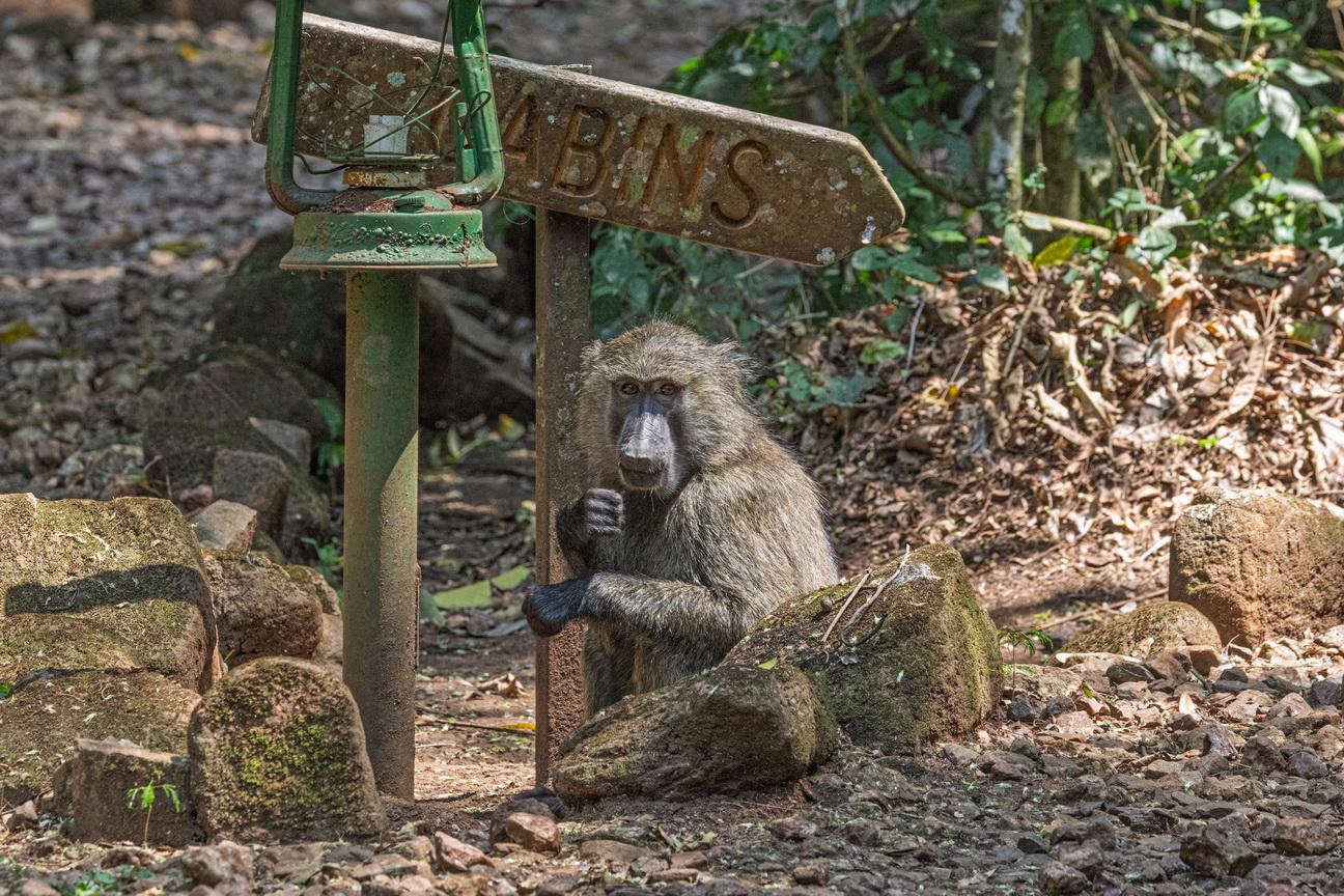 4068 Murchison NP Baviaan.jpg