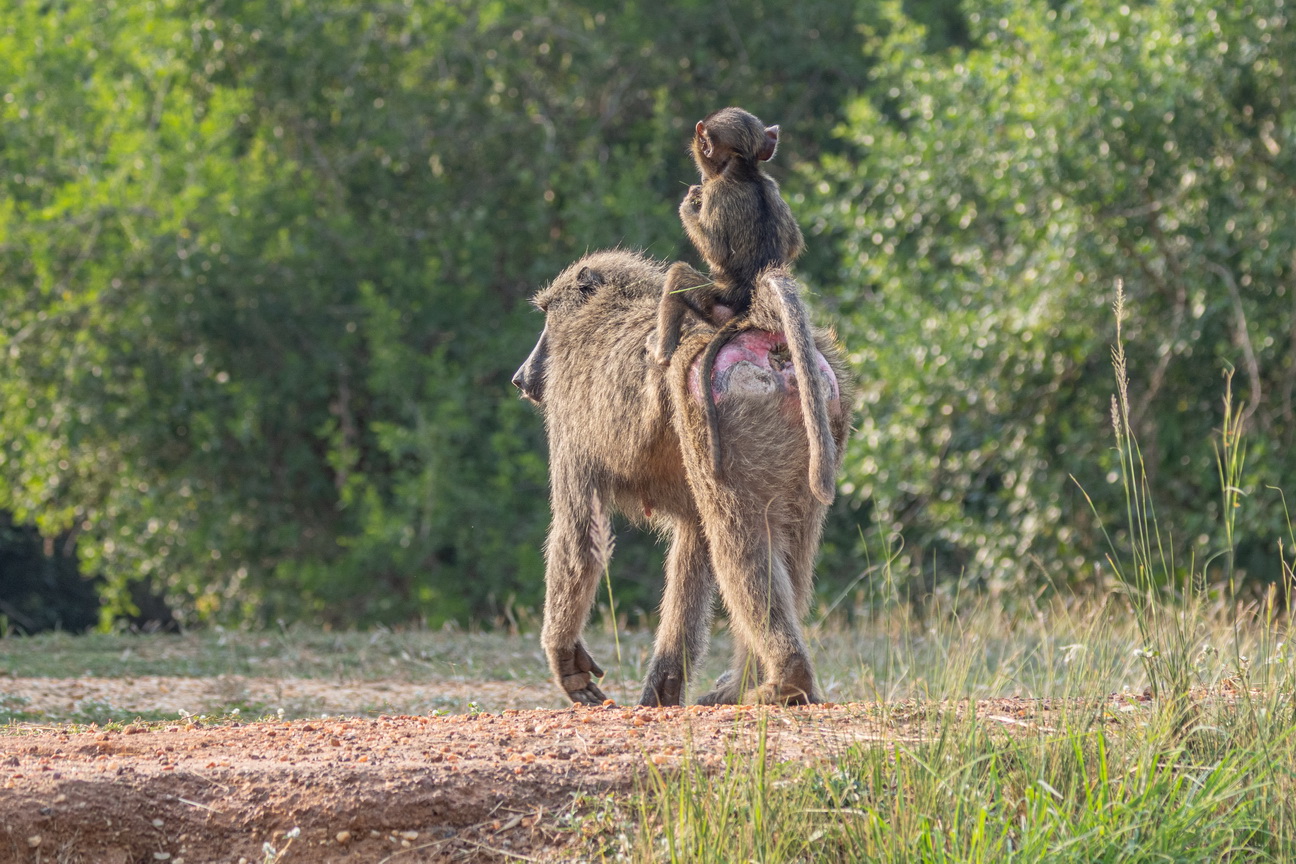 4092 Murchison NP Baviaan.jpg