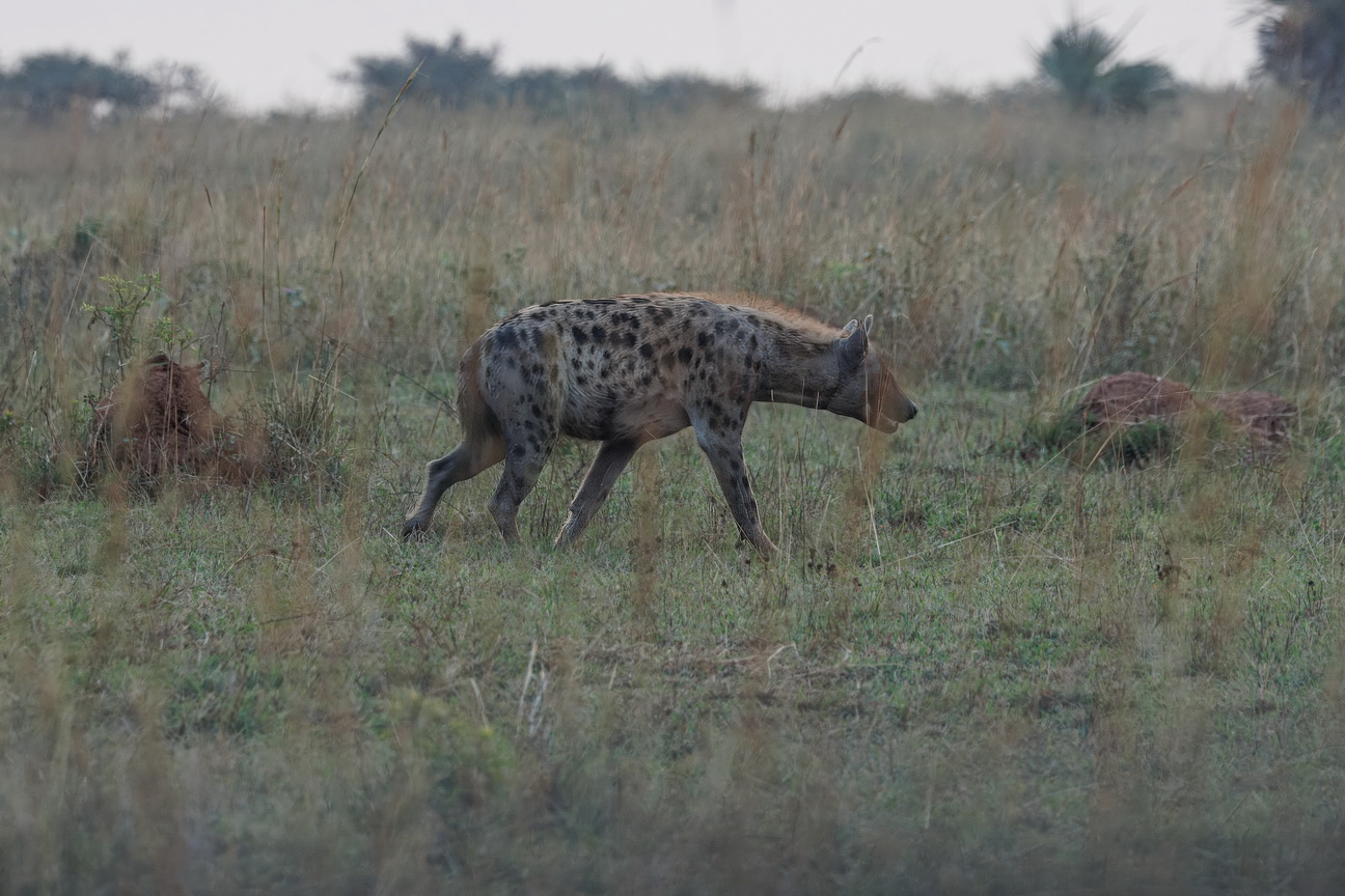 4185 Murchison NP Gevlekte Hyena.jpg