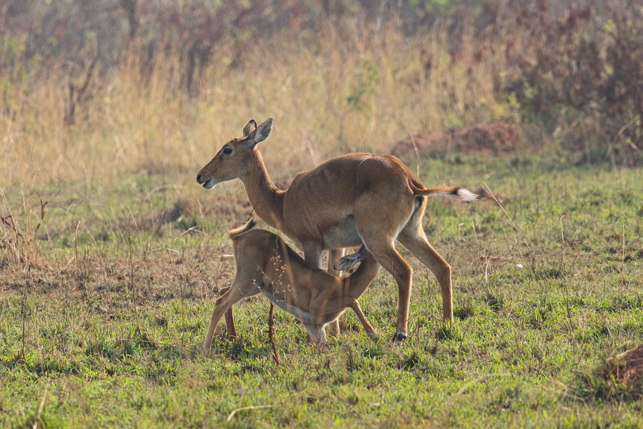 4241 Murchison NP Uganda Kop.jpg