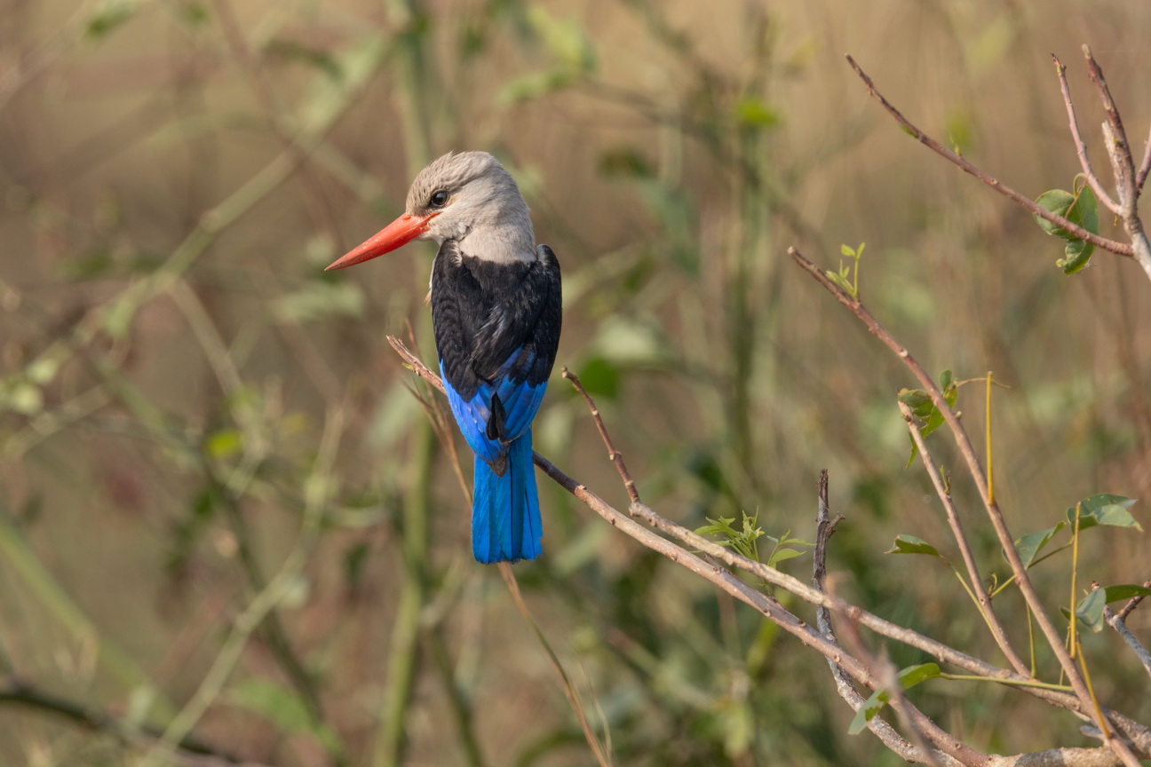 4245 Murchison NP Grijskopijsvogel.jpg