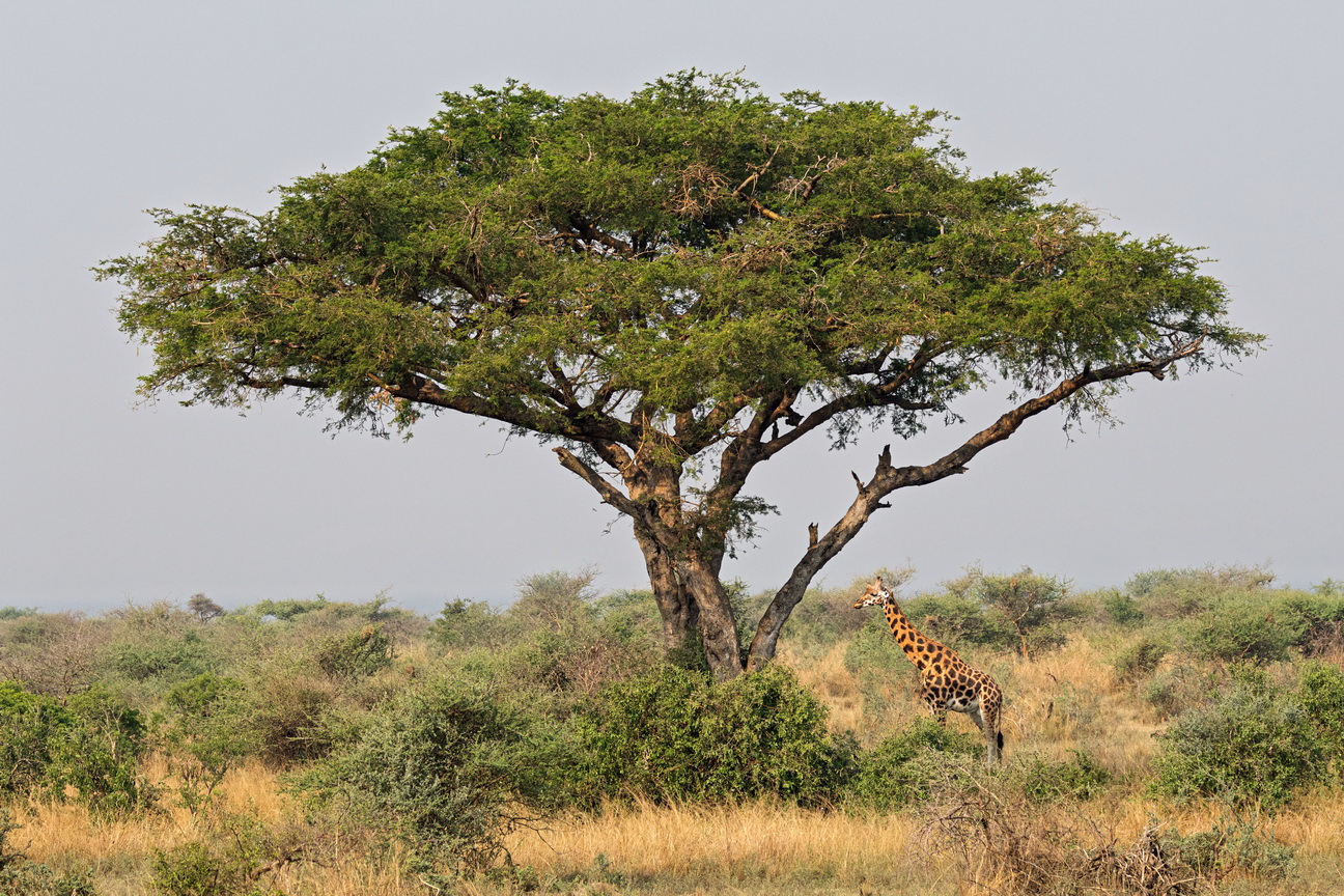 4249 Murchison NP Giraf.jpg