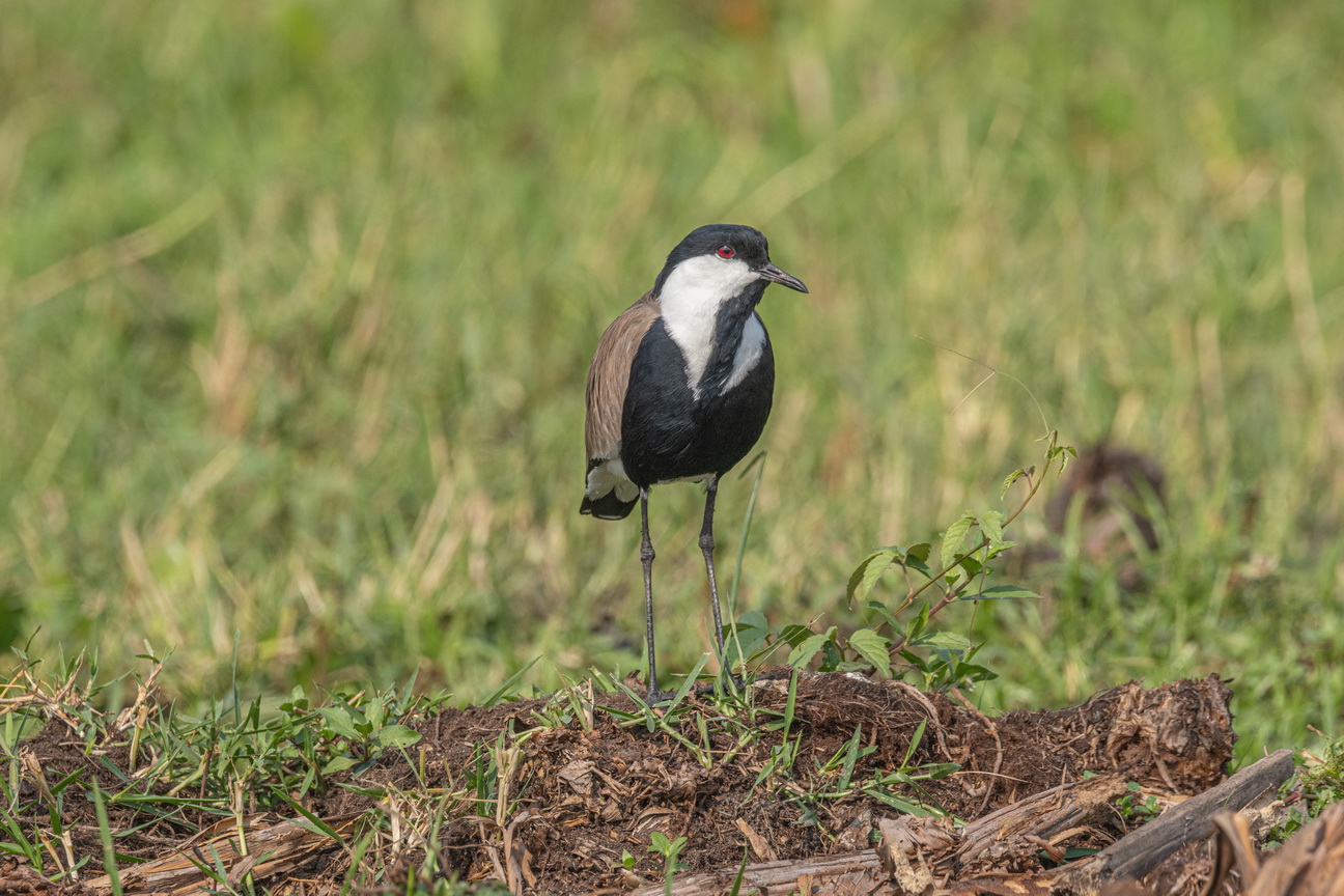 4259 Murchison NP Sporenkievit.jpg