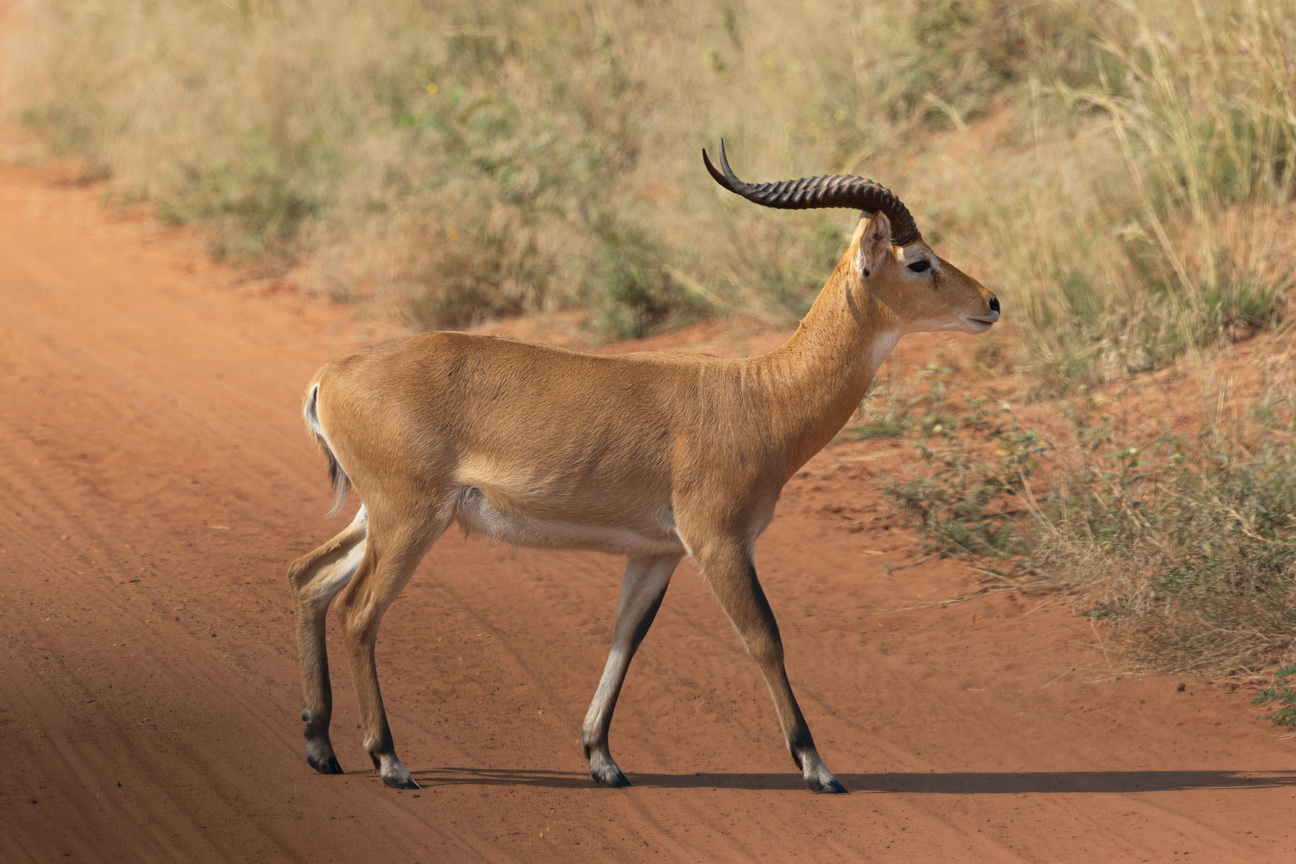 4262 Murchison NP Uganda Kop.jpg