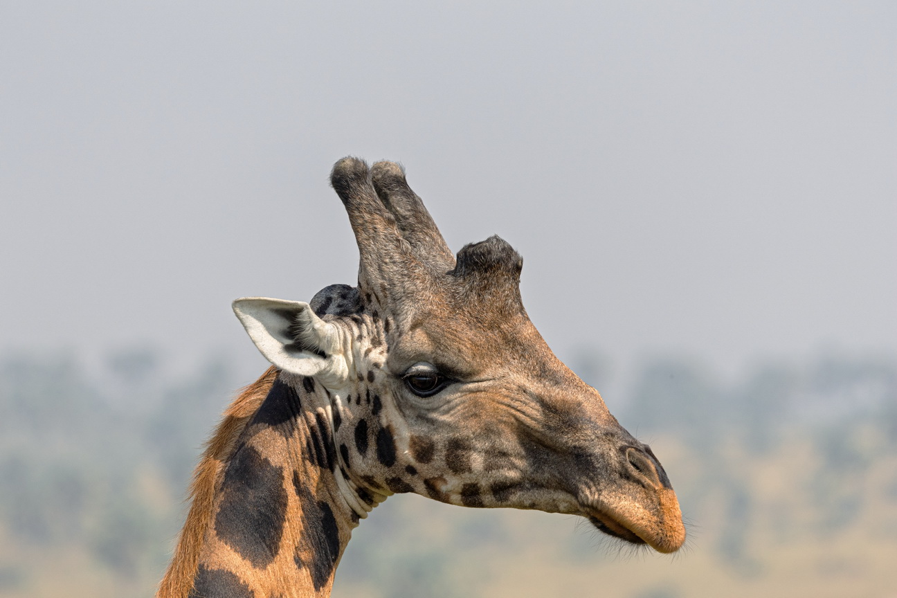 4265 Murchison NP Giraf.jpg