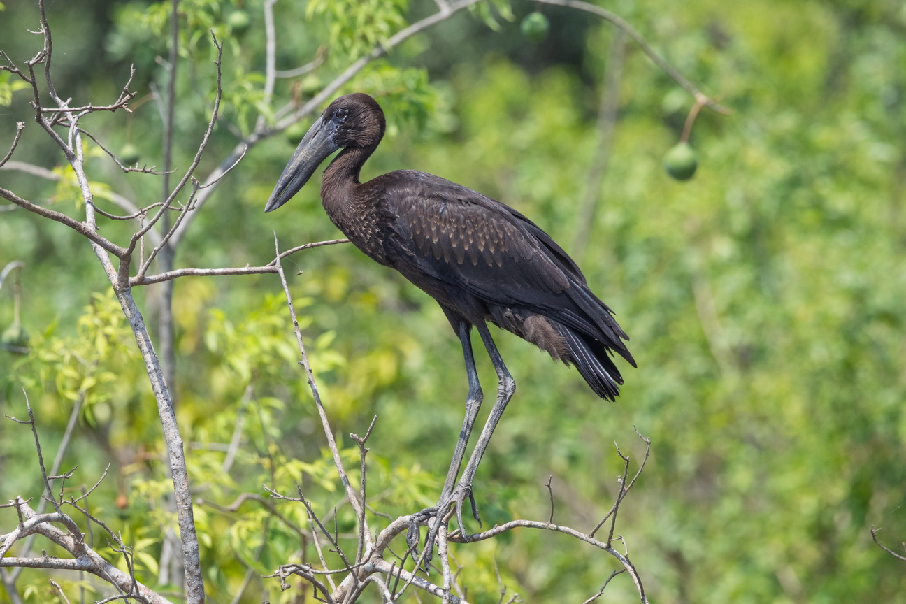 4278 Murchison NP Gaper.jpg