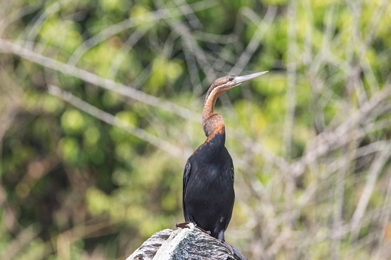 4291 Murchison NP Afrikaanse Slangehalsvogel.jpg