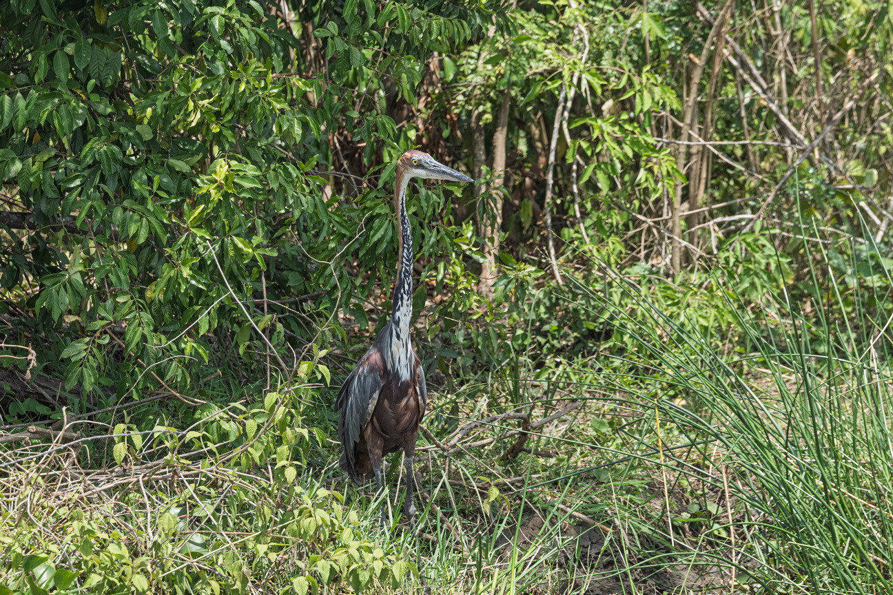 4293 Murchison NP Reuzenreiger.jpg
