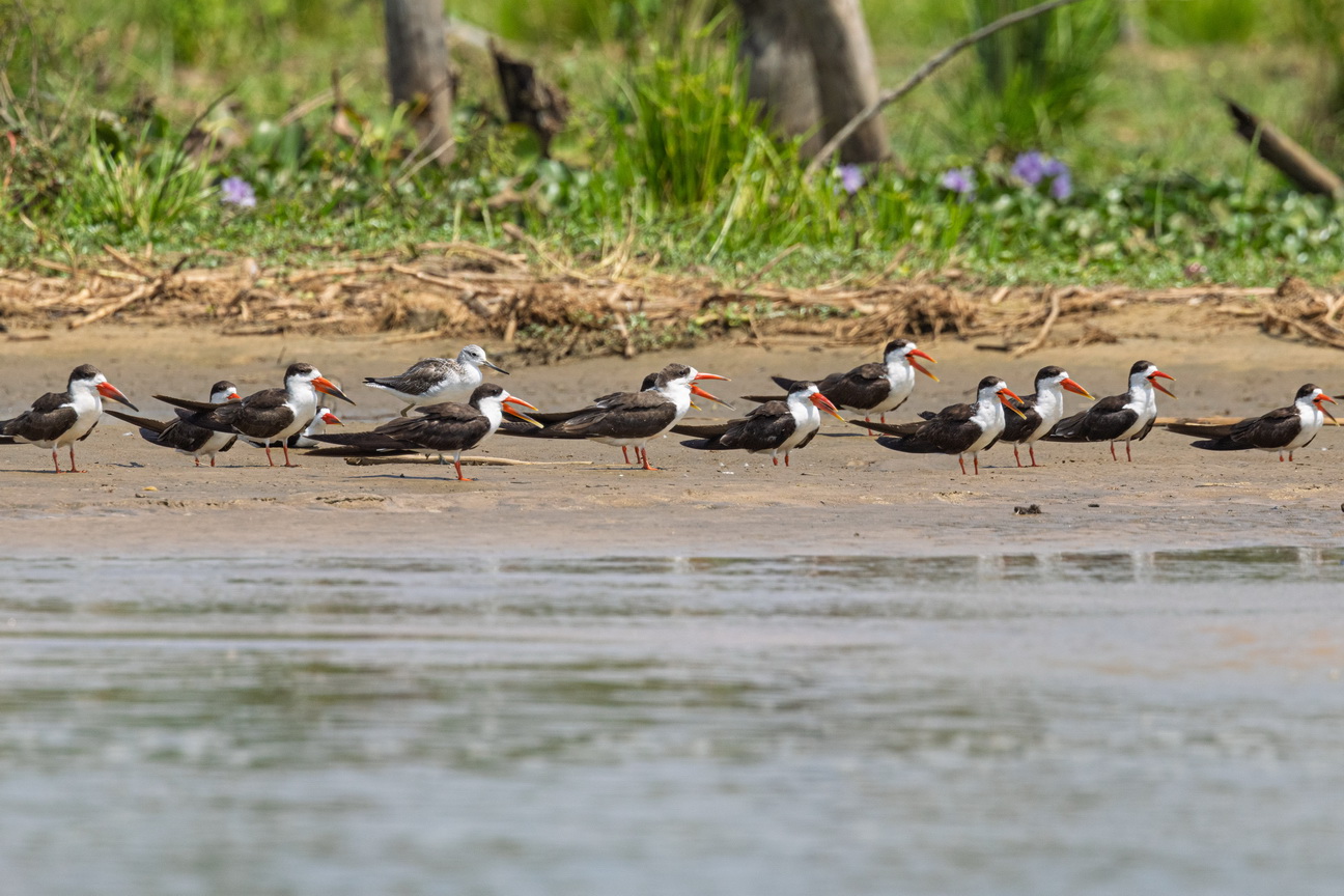 4305 Murchison NP Afrikaanse Schaarbek.jpg
