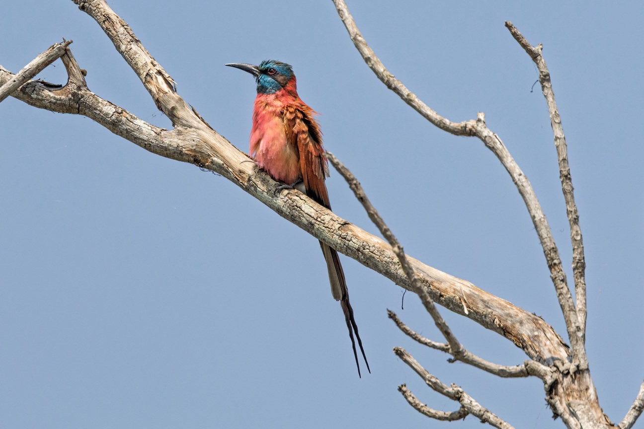 4316 Murchison NP Karmijnrode Bijeneter.jpg