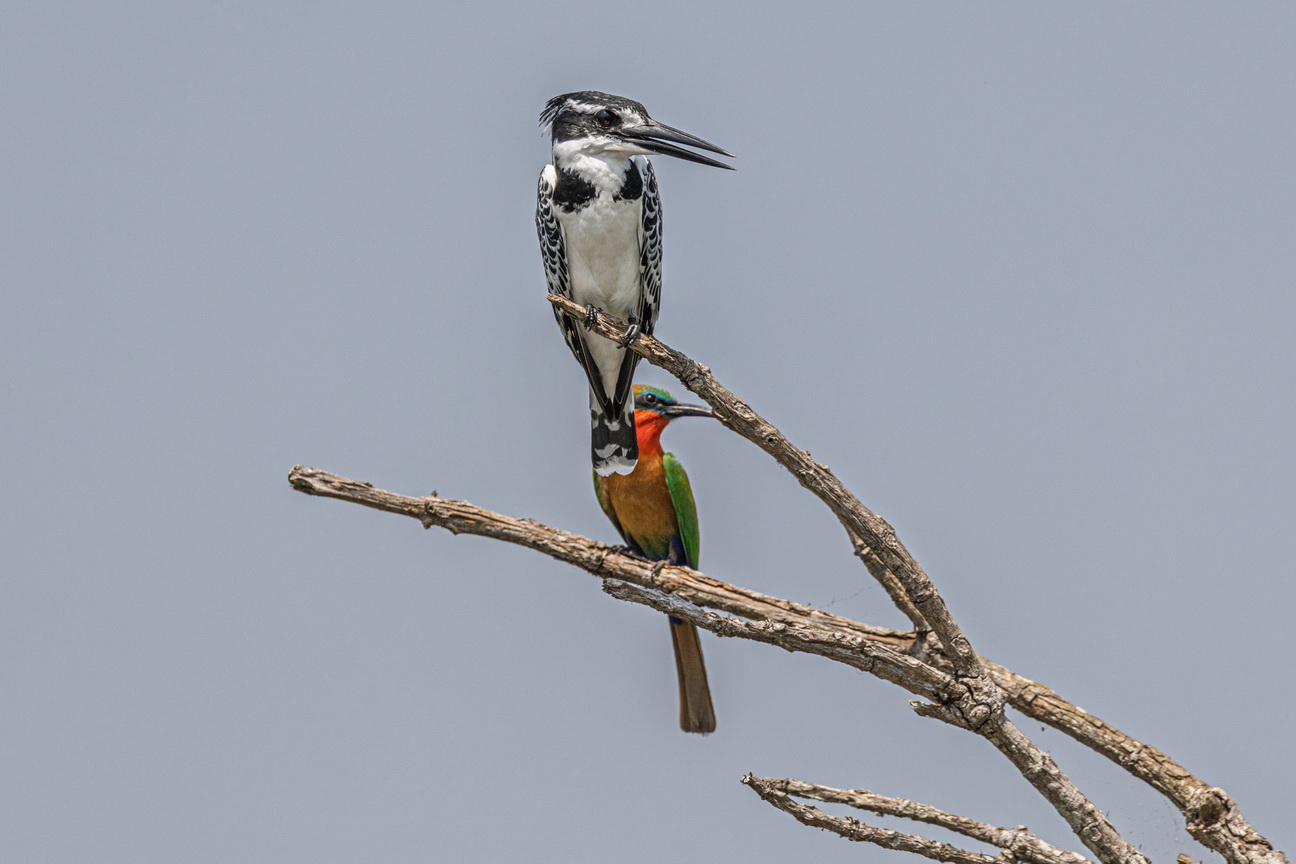 4319 Murchison NP Bonte IJsvogel en Roodkeelbijeneter.jpg