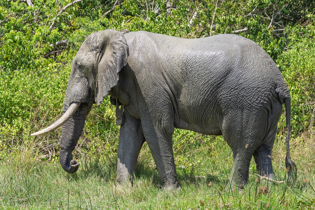 4341 Murchison NP Olifant.jpg