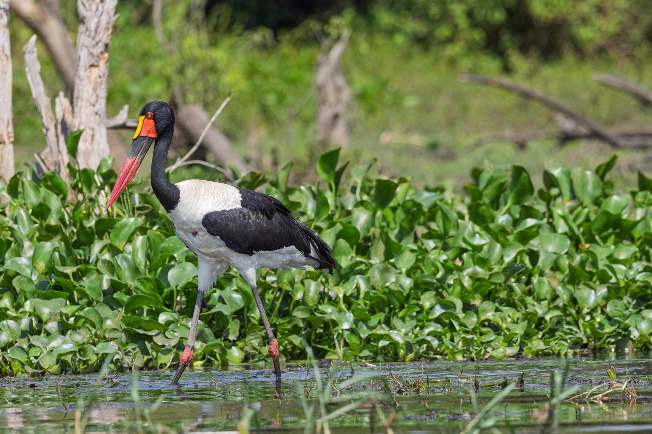 4346 Murchison NP Zadelbekooievaar.jpg