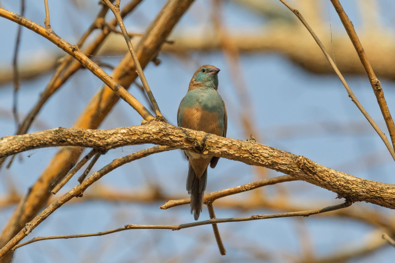 4376 Murchison NP Blauwfazantje.jpg