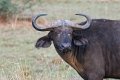 4212 Murchison NP Kaapse Buffel