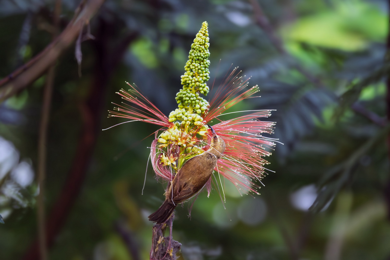 4417 Kibale Forest Bruinrughoningzuiger.jpg