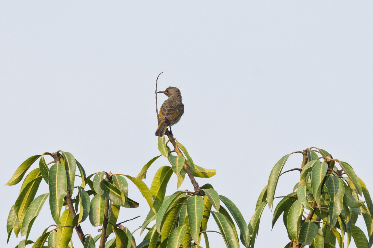4439 Kibale Forest Koperhoningzuiger.jpg